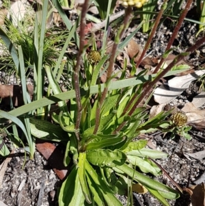 Craspedia variabilis at Paddys River, ACT - 2 Aug 2020