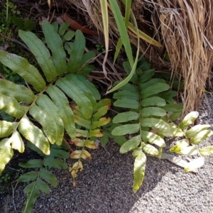 Blechnum minus at Paddys River, ACT - 2 Aug 2020