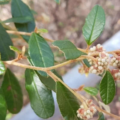 Pomaderris betulina subsp. actensis (Canberra Pomaderris) at Paddys River, ACT - 2 Aug 2020 by tpreston