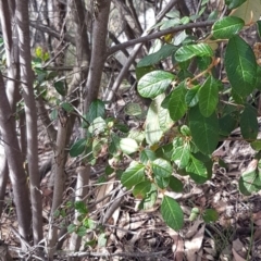 Pomaderris betulina subsp. actensis at Paddys River, ACT - 2 Aug 2020