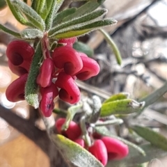 Grevillea lanigera (Woolly Grevillea) at Paddys River, ACT - 2 Aug 2020 by trevorpreston