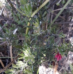 Grevillea lanigera at Paddys River, ACT - 2 Aug 2020