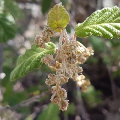 Pomaderris eriocephala (Woolly-head Pomaderris) at Paddys River, ACT - 2 Aug 2020 by tpreston