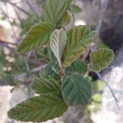 Pomaderris eriocephala at Paddys River, ACT - 2 Aug 2020