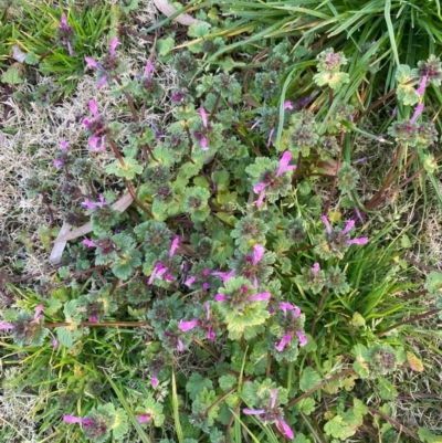 Lamium amplexicaule (Henbit, Dead Nettle) at Moss Vale, NSW - 29 Jul 2020 by KarenG