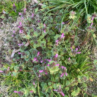 Lamium amplexicaule (Henbit, Dead Nettle) at Moss Vale, NSW - 29 Jul 2020 by KarenG