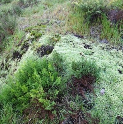 Cheilanthes sp. (Rock Fern) at Table Top, NSW - 1 Aug 2020 by ClaireSee