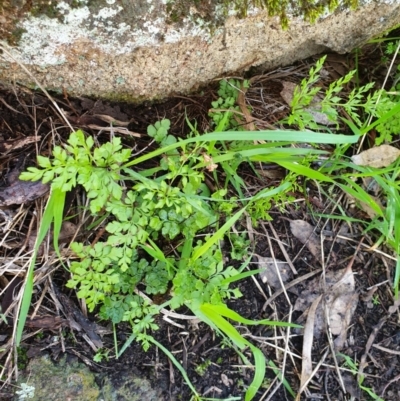 Cheilanthes sp. (Rock Fern) at Table Top, NSW - 1 Aug 2020 by ClaireSee