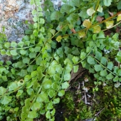 Asplenium flabellifolium (Necklace Fern) at Table Top, NSW - 2 Aug 2020 by ClaireSee