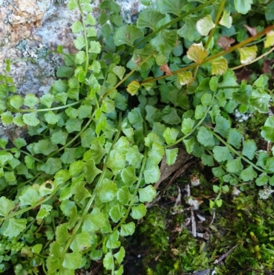 Asplenium flabellifolium (Necklace Fern) at Table Top, NSW - 2 Aug 2020 by ClaireSee