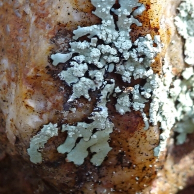 Parmeliaceae (family) (A lichen family) at Gossan Hill - 18 Jul 2020 by JanetRussell