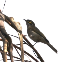 Caligavis chrysops (Yellow-faced Honeyeater) at Guerilla Bay, NSW - 1 Aug 2020 by jbromilow50