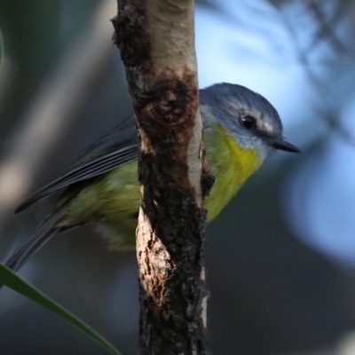 Eopsaltria australis (Eastern Yellow Robin) at Guerilla Bay, NSW - 1 Aug 2020 by jbromilow50