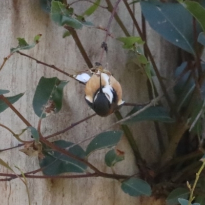 Acanthorhynchus tenuirostris (Eastern Spinebill) at Guerilla Bay, NSW - 1 Aug 2020 by jbromilow50