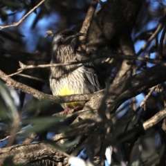 Anthochaera carunculata (Red Wattlebird) at Guerilla Bay, NSW - 1 Aug 2020 by jbromilow50