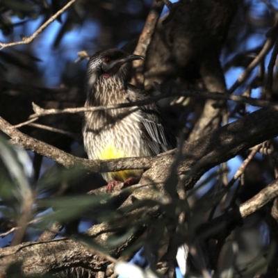 Anthochaera carunculata (Red Wattlebird) at Guerilla Bay, NSW - 1 Aug 2020 by jb2602