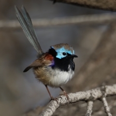 Malurus lamberti (Variegated Fairywren) at Guerilla Bay, NSW - 1 Aug 2020 by jbromilow50