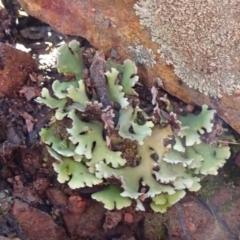 Heterodea sp. (A lichen) at Bruce Ridge to Gossan Hill - 18 Jul 2020 by JanetRussell