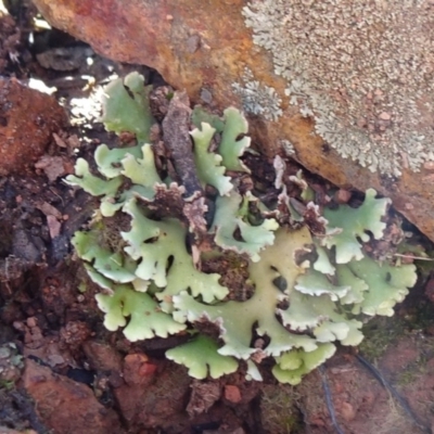 Heterodea sp. (A lichen) at Bruce, ACT - 18 Jul 2020 by JanetRussell