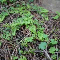 Adiantum aethiopicum (Common Maidenhair Fern) at Mount Majura - 14 Apr 2014 by AaronClausen