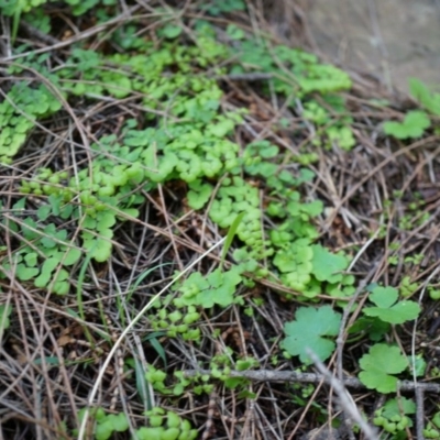 Adiantum aethiopicum (Common Maidenhair Fern) at Hackett, ACT - 14 Apr 2014 by AaronClausen