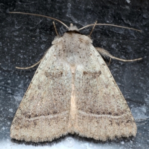 Pantydia sparsa at Guerilla Bay, NSW - 1 Aug 2020 06:54 PM