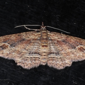 Chloroclystis filata at Guerilla Bay, NSW - 1 Aug 2020 08:37 PM