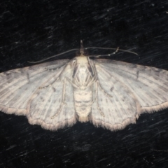 Chloroclystis filata at Guerilla Bay, NSW - 1 Aug 2020 08:37 PM
