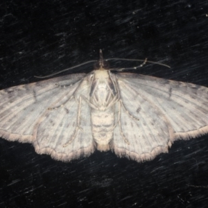 Chloroclystis filata at Guerilla Bay, NSW - 1 Aug 2020 08:37 PM