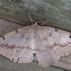 Taxeotis intextata (Looper Moth, Grey Taxeotis) at Guerilla Bay, NSW - 1 Aug 2020 by jbromilow50