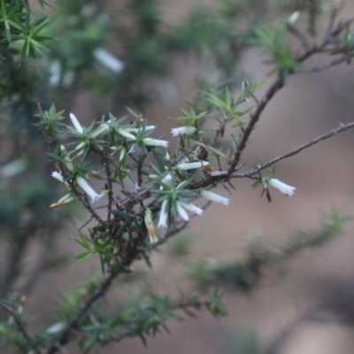 Leucopogon juniperinus (Long Flower Beard-Heath) at Moruya, NSW - 2 Aug 2020 by LisaH