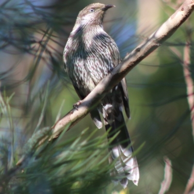 Anthochaera chrysoptera (Little Wattlebird) at Moruya, NSW - 2 Aug 2020 by LisaH