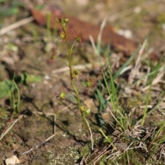 Drosera auriculata (Tall Sundew) at Moruya, NSW - 2 Aug 2020 by LisaH