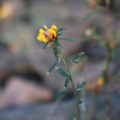 Pultenaea linophylla (Halo Bush-Pea) at Moruya, NSW - 2 Aug 2020 by LisaH