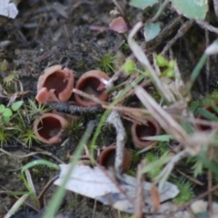 Nothojafner cryptotricha at Moruya, NSW - 2 Aug 2020 by LisaH