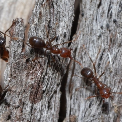 Papyrius nitidus (Shining Coconut Ant) at ANBG - 2 Aug 2020 by TimL