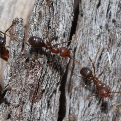 Papyrius nitidus (Shining Coconut Ant) at Downer, ACT - 2 Aug 2020 by TimL