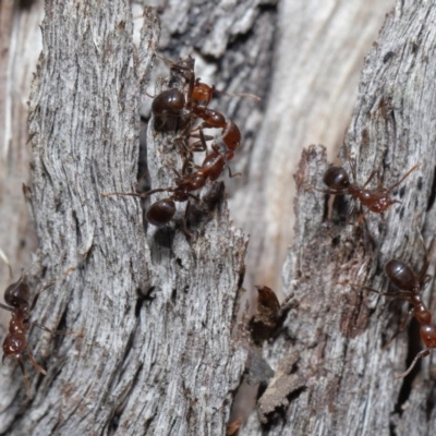 Papyrius nitidus (Shining Coconut Ant) at Downer, ACT - 2 Aug 2020 by TimL