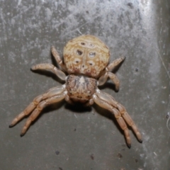 Cymbacha ocellata (Crab spider) at Acton, ACT - 2 Aug 2020 by TimL