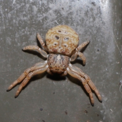 Cymbacha ocellata (Crab spider) at ANBG - 2 Aug 2020 by TimL