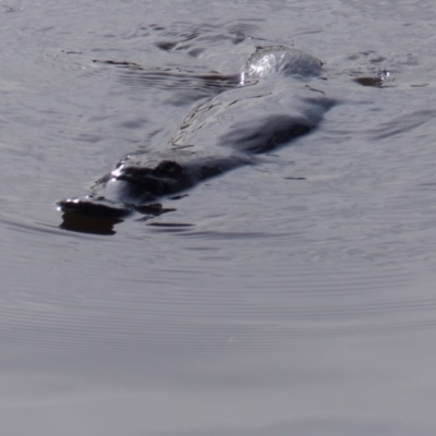 Ornithorhynchus anatinus (Platypus) at Bega, NSW - 3 Aug 2020 by MatthewHiggins