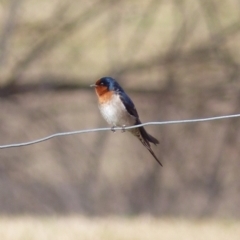 Hirundo neoxena (Welcome Swallow) at Bega, NSW - 3 Aug 2020 by MatthewHiggins