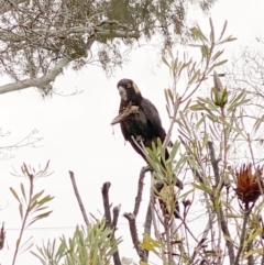 Zanda funerea (Yellow-tailed Black-Cockatoo) at Hughes, ACT - 27 Jul 2020 by ruthkerruish