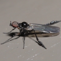 Dilophus sp. (genus) (A march fly) at Acton, ACT - 2 Aug 2020 by TimL