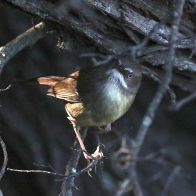 Sericornis frontalis (White-browed Scrubwren) at Guerilla Bay, NSW - 31 Jul 2020 by jb2602
