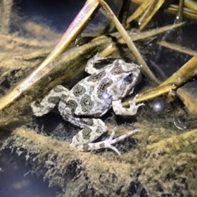 Crinia sloanei (Sloane's Froglet) at Table Top, NSW - 28 Jul 2012 by Damian Michael