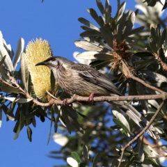 Anthochaera carunculata (Red Wattlebird) at Guerilla Bay, NSW - 31 Jul 2020 by jbromilow50