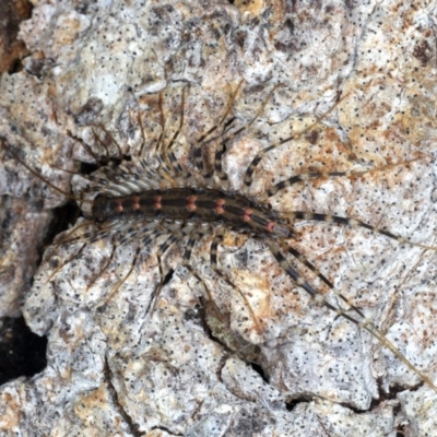 Scutigeridae (family) (A scutigerid centipede) at Guerilla Bay, NSW - 31 Jul 2020 by jb2602