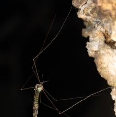 Limoniidae (family) (Unknown Limoniid Crane Fly) at Guerilla Bay, NSW - 31 Jul 2020 by jbromilow50