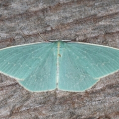 Chlorocoma dichloraria (Guenee's or Double-fringed Emerald) at Guerilla Bay, NSW - 31 Jul 2020 by jbromilow50